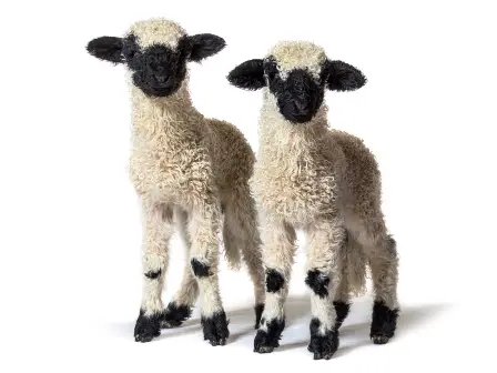 Two sheep that look identical