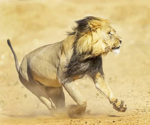 Google Maps Geocoding API speed - lion